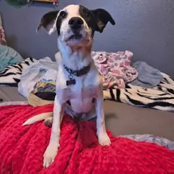 Dog for sell