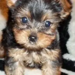Yorkie puppies for sale (loly)