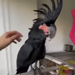 Rehoming our cherished Palm Cockatoo
