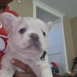 Fluffy frenchies