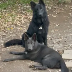 Blue + Black German Shepherd Puppies