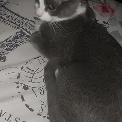 A Grey and white cat she is a girl