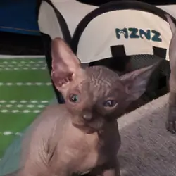 Sphynx kitten