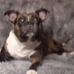 Female puppy