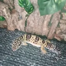 Female gecko