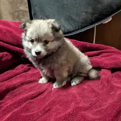 Puppy