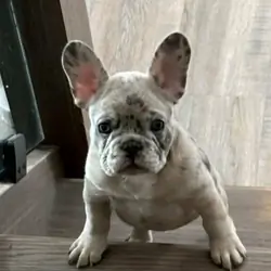 A FRENCH BULLDOG