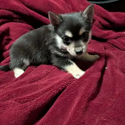 Pup
