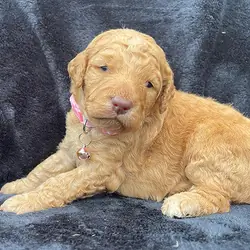 Standard poodle puppies available for sale