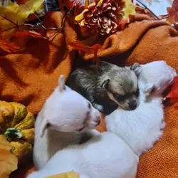 Pomeranian/Chihuahua Puppies