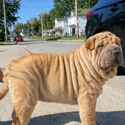 Chinese Shar pei