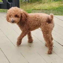 Toy Poodle