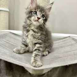 Maine coon
