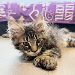 TICA Maine Coon kittens