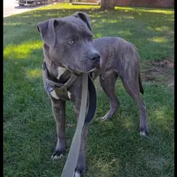 7 month old Blue-Nose Pitbull