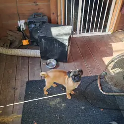 Pug
