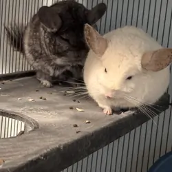 Two chinchillas looking for a good home!