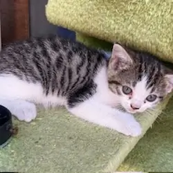 Rehoming Kitten
