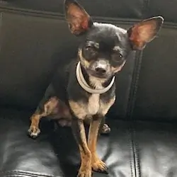 Chihuahua Puppies