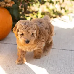 AKC Mini Poodle male puppy in Indiana (Teddy)