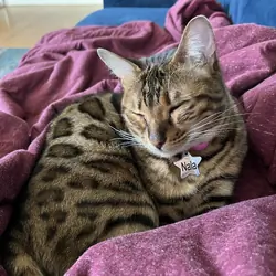 Bengal cat (5 years old)