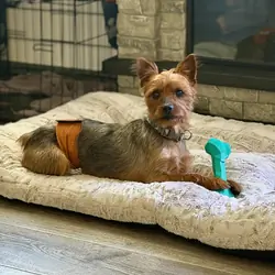 Yorkie
