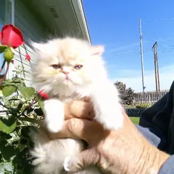 Persian Kittens