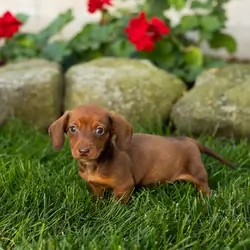 AKC Mini Dachshund male pup in Indiana (Kumer)