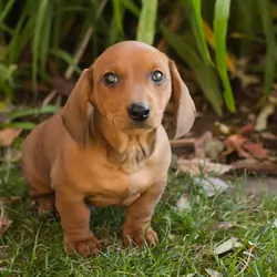 AKC Mini dachshund male pup in Indiana (Baylor)