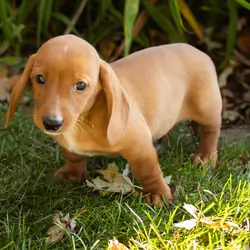 AKC Mini dachshund male pup in Indiana (Baxter)