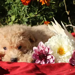 SALE!! 💞 Pepper 💗