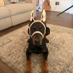 Doberman