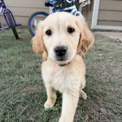 Golden Retriever Pup