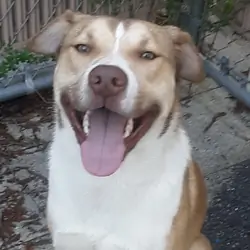 Male Pitsky 1.5 yrs
