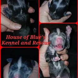 Blue Nose APBT