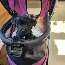 Toy SCHNOODLES