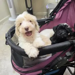 Beautiful SCHNOODLE PUPS