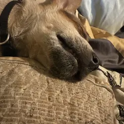Red heeler
