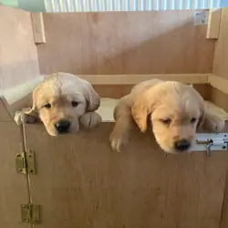 Adorable Golden Retriever Puppies Ready for Loving