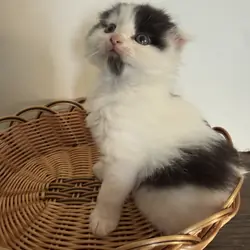 Adorable Fluffy Scottish Fold Mix Male Kitten