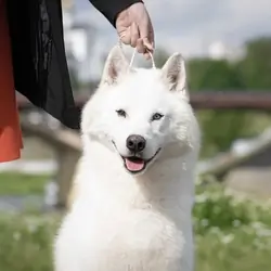 Old Jack – Siberian Husky