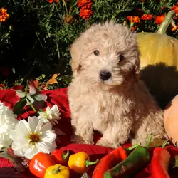 Little Pumpkin - Price drop!! ❤️💕