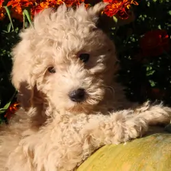 Little Pumpkin - Price drop!!! ❤️💕