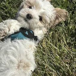 Coton de Tulear boys