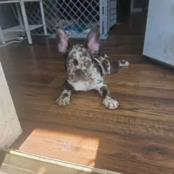 French Bulldog