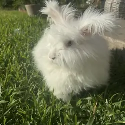 Angora rabbit