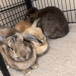 Female rabbits looking for new home