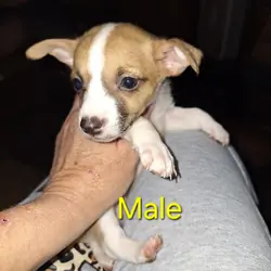Miniature Dachshund Puppies