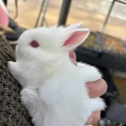 Cute red eyes RARE Lionhead rabbit
