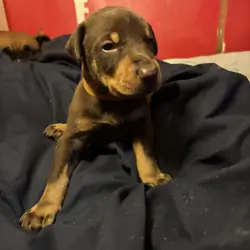 AKC Doberman Pincher puppies
